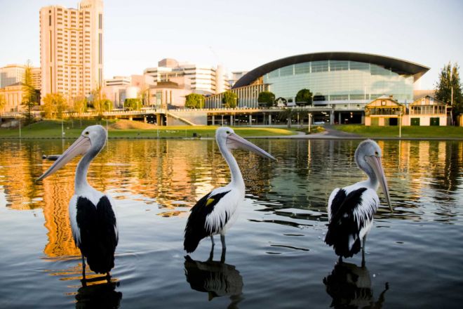 galeria-adelaide-2