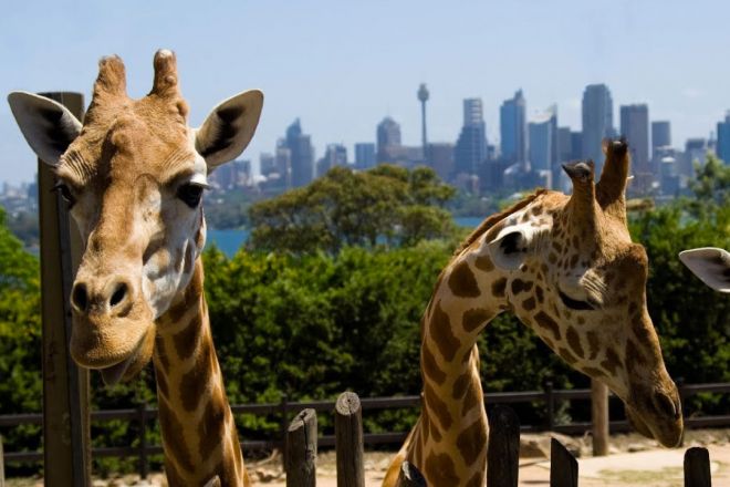 zoo-taronga-sydney